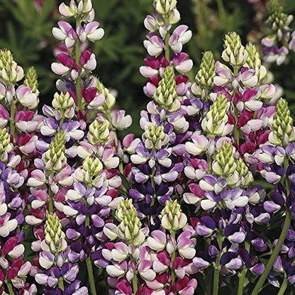 JRYU Lupin Flower Seed
