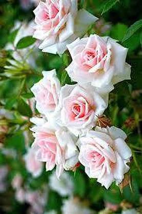 greenfarm XCIP- Rose Flower Seeds / Fragrant rose Seeds , Imported 100 X seeds DC147 Seed