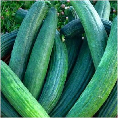 WILLVINE HUA-243 Metki Dark Green Armenian Cucumber Seed