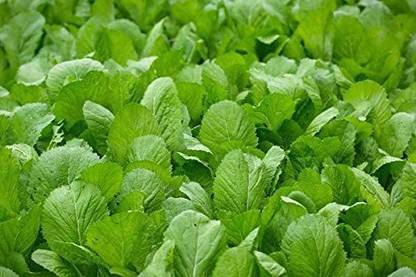VibeX ® XLR-72 Vietnamese Mustard Green Seeds Seed