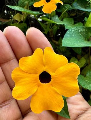 CRGO VINCA , SADABAHAR Seed