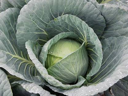 WILLVINE SCI -VIII Cabbage Bravo F1 Seeds [25g] Seed