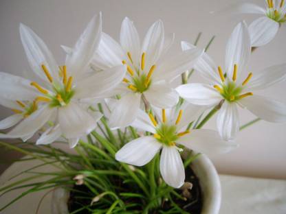 Haritadhara White Rain Lily (Set of 02Bulbs) Zephyranthes Flower Bulbs Seed