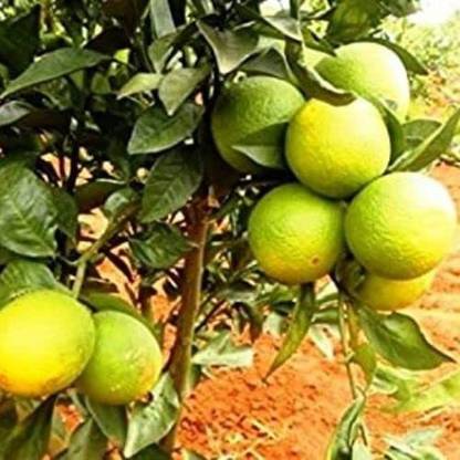 Aywal Mosambi/Mosmi Plant Seed