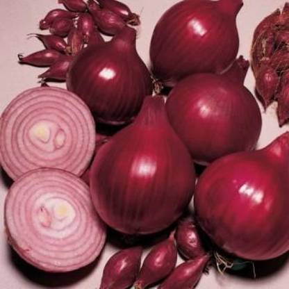 VibeX VVI-72 - Onion Red Baron Neutral Giant - (13500 Seeds) Seed