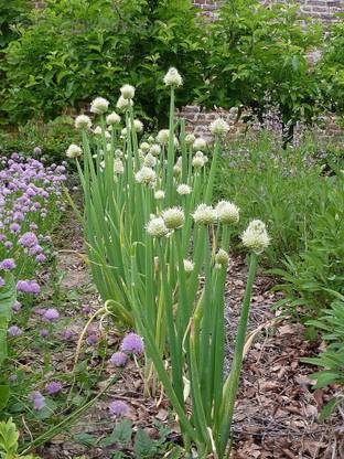 Qualtivate XXX-5A Japanese Bunching Welsh Onion Seed Seed