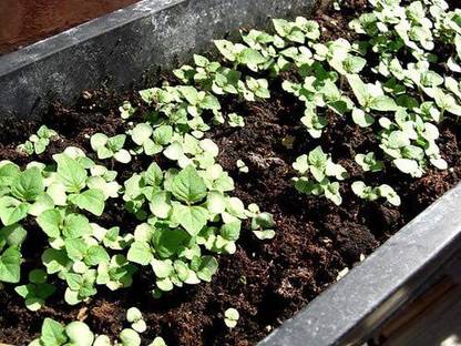 VibeX LXI-39 - Green Shiso Perilla - (250 Seeds) Seed