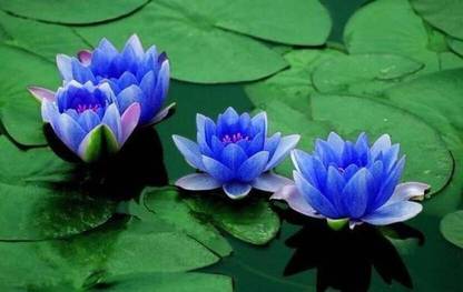 SaaHeli Lotus Blue (Pack of 20 Seeds) Seed