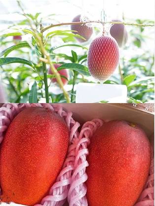Miyazaki Mango Miyazaki Mango fruit seeds very tasty fruit highest yield Verity 5pc seed Seed