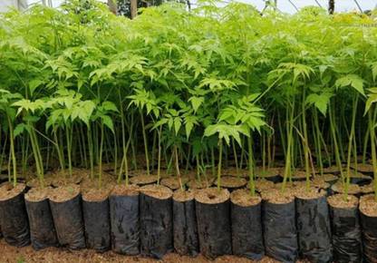 VERDOR MELIA DUBIA OR PLYWOOD MALABAR NEEM TIMBER TREE 1 KG PACK Seed