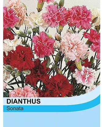 CYBEXIS Dianthus plumarius Seeds 'Sonata' Pinks Seed