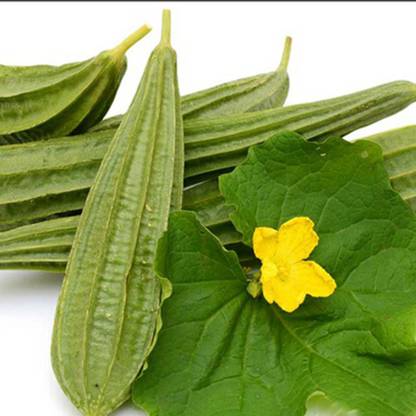 SeeGreen hybrid ridge Gourd Seeds 5 pcs per packet Seed
