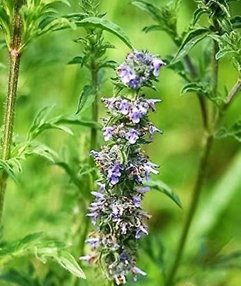 CYBEXIS XLR-74 - JAPANESE CATNIP - (1500 Seeds) Seed