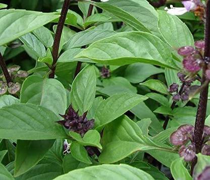VibeX GUA-49 - Sweet Large Leaf Thai Basil - (4500 Seeds) Seed