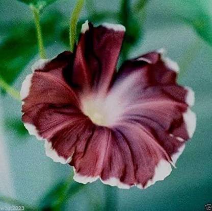 WILLVINE XLR-254 Chocolate-Morning Glory (Ipomoea Nil Chocolate) Seed