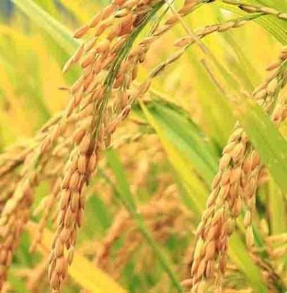 स्टोकिया स्टोकिया | पूसा बासमती धान के बीज 1692 | धन, 9 Kg बीज