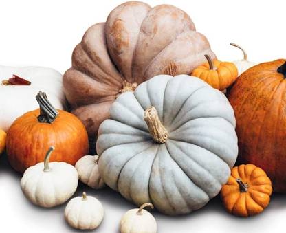 VibeX ® LXI-608 Unique Patch Mix Pumpkin Seeds Seed