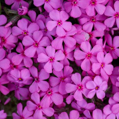 CEZIUS Spring Bling Ruby Riot Phlox Seed