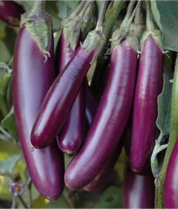 ishika Long Brinjal for Home Garden Seed