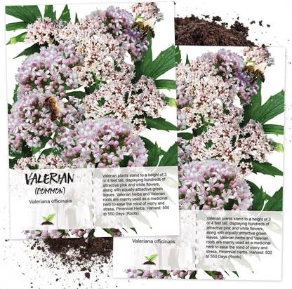 WILLVINE Common Valerian (Valeriana officinalis)-2 x Packet Seed
