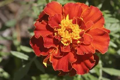 Mozette Exotic marigold red Seed