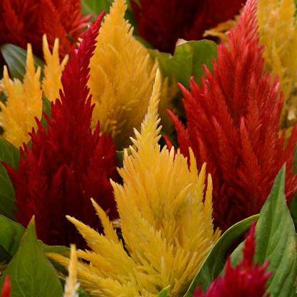 ZIXA Celosia First Flame Seed