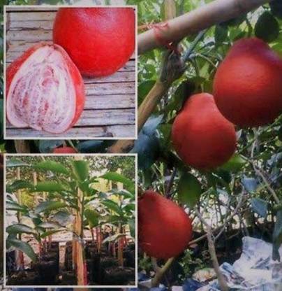 SHYAM 1Healthy Frash Food Red Pomelo Lemon(Lal Batabi) Fruit Tree Plant Seed