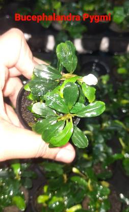 ANAND BUCEPHALANDRA PYGMI Seed