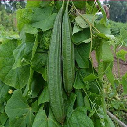 VibeX Peechinga Seeds | Ridge Gourd[10 Gms, 50 Seeds] Seed