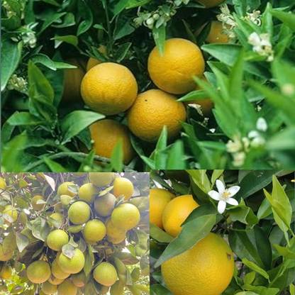 Aywal Malta orange/Kinnow/Kinnu Fruit Seed