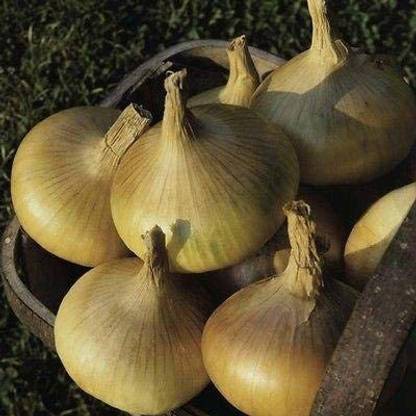 WILLVINE HUA-779 Senshyu Onion Very popular Japanese Onion Seed