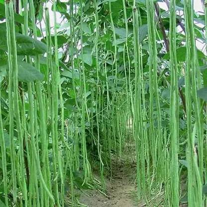 SREE Cowpea Beans, Cowpea Borboti, Lobhia Beans Hybird Seed