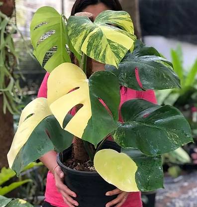 RRNURSERY Monstera Deliciosa Albo Variegated Seeds, Monstera Yellow Tiger Seeds Seed