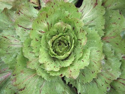CYBEXIS Chicory Variegata Di Castelfranco Lettuce Seed