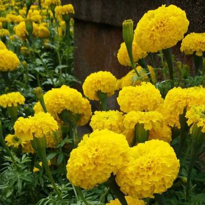 Arshiayat marigold flower seeds hybrid mix 36 Seed