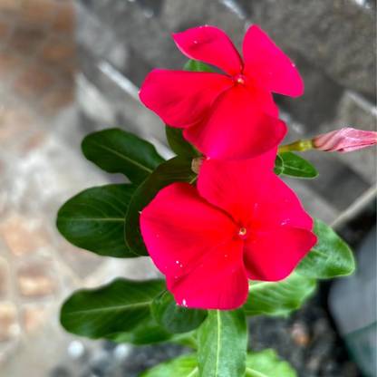 ibains Hanging vinca seeds Seed