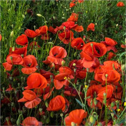 WILLVINE ™ FLOWER "Corn FLOWER" -1000 SEEDS Seed