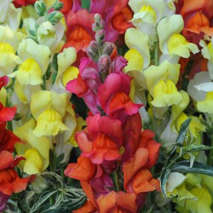 DROXTY ™ PAU-993-World Seeds - Antirrhinum Majus 'Royal Bride' Seeds Seed