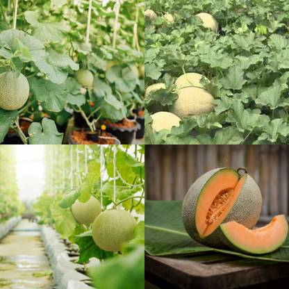 ibains Cantaloupe seeds for planting 10 Seed