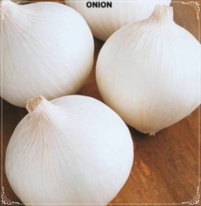 Quentova White Onion Seed, Bermuda Onion-VOX-2P Seed