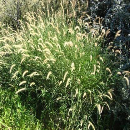 SHOP 360 GARDEN Cenchrus ciliaris / Buffel-grass / Dhaman grass / Anjan Fodder Seeds For Growing Seed