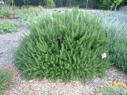 VibeX GUA-15 - Non-GMO Rosemary - (250 Seeds) Seed