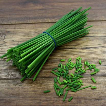 CYBEXIS LXI-56 - Chives (Allium Schoenoprasum) - (750 Seeds) Seed