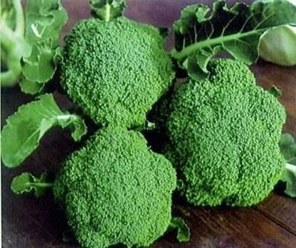 TRICONE Hybrid Broccoli Gobhi Gardening Plant Seeds 50 Seeds R63 Seed