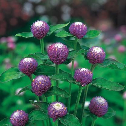 M-Tech Gardens Rare Hybrid Gomphrena " Atomic Purple " Exotic 20 Seed