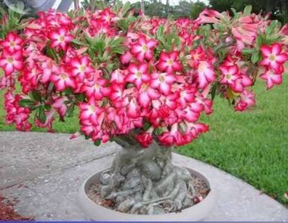 VibeX ® VLR-193 Thailand Desert Rose Adenium Obesum Seed