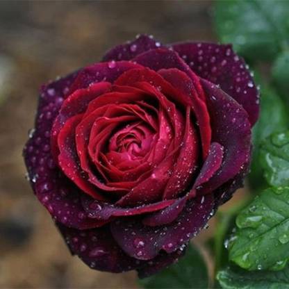 WILLVINE Black Caviar Rose Seed
