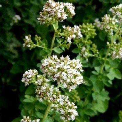 VibeX NDIR-85 - Oregano Common Italian - (450 Seeds) Seed