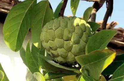 MAA Custard Apple, sitafal, sitaphal Seed