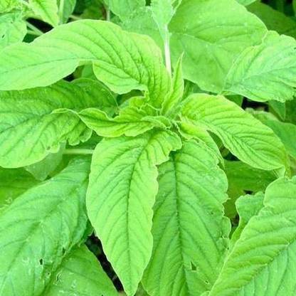KANAYA Amaranth Seeds (Green Saag) Cholai Seed